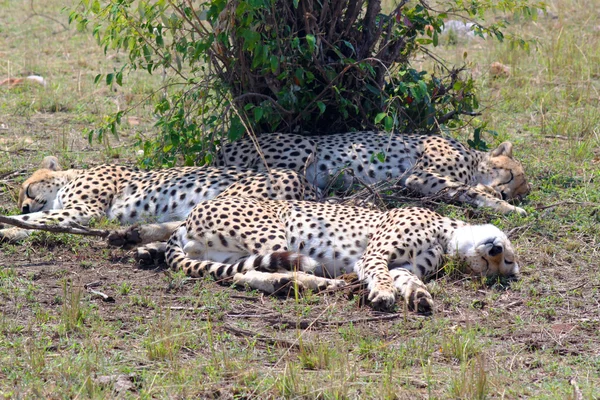 Leopards - safary Kenia — Stockfoto