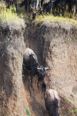 gnu bir nehir - safari kenya crossing