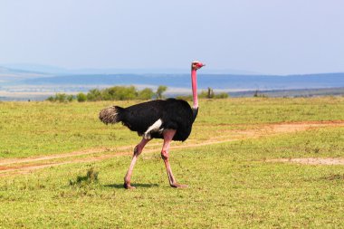 Devekuşu erkek - safari kenya