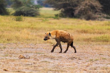 sırtlan - safari kenya