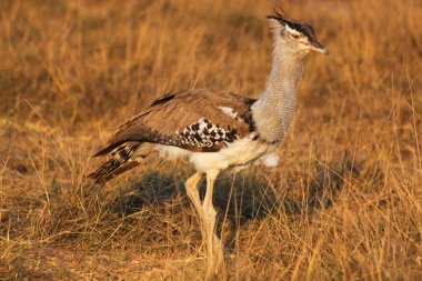 Kori damla - safary kenya