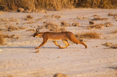 karakulak - safari kenya