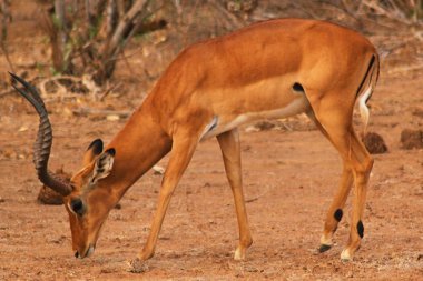 Ceylan erkek - safari kenya