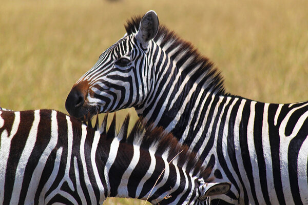 A very expressive zebra face, in Kenya.