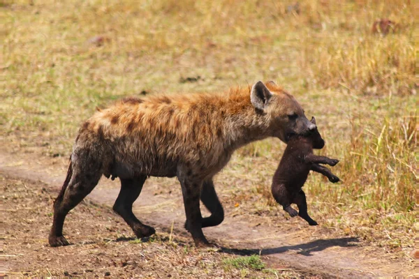 Hyena med baby - safari kenya — Stockfoto