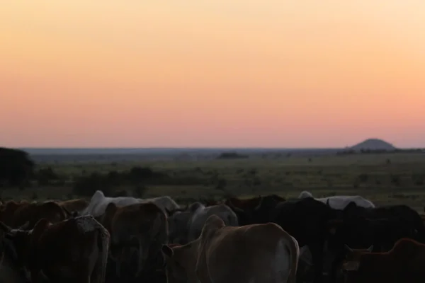 Zonsondergang met koeien - safari Kenia — Stockfoto