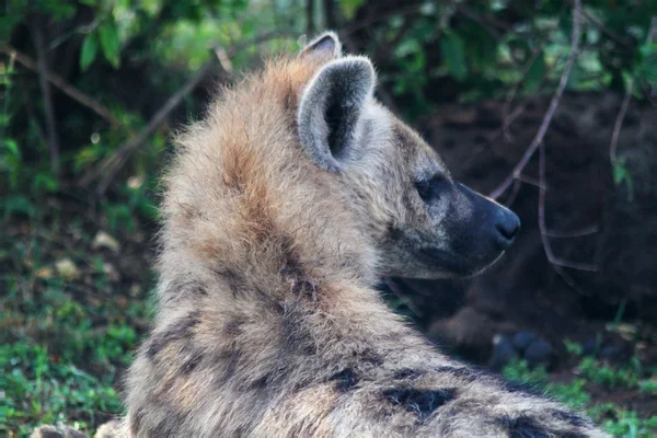 Hyena huvud - safari kenya — Stockfoto