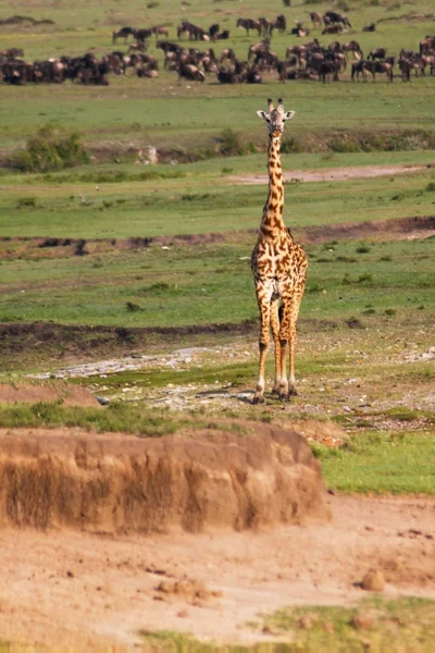 Giraffe - Safari Kenya — Stock Photo, Image