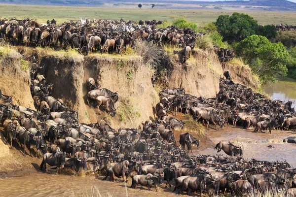 Gnu Crossing a River - Safari Kenya — Stock Photo, Image