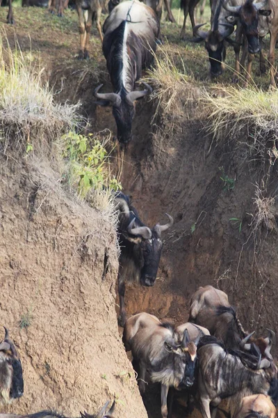 Gnu Crossing a River - Safari Kenya — Stok Foto