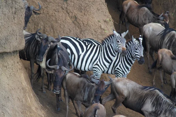 Zebra sokszínűség - szafari Kenyában — Stock Fotó