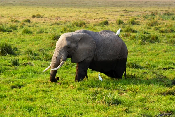 Elefánt - szafari Kenyában — Stock Fotó