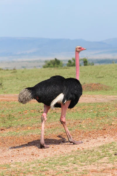 Devekuşu erkek - safari kenya — Stok fotoğraf