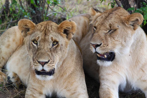 Löwin - Safari Kenya — Stockfoto