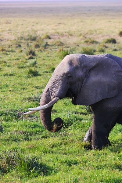 Elefánt fej - szafari Kenyában — Stock Fotó
