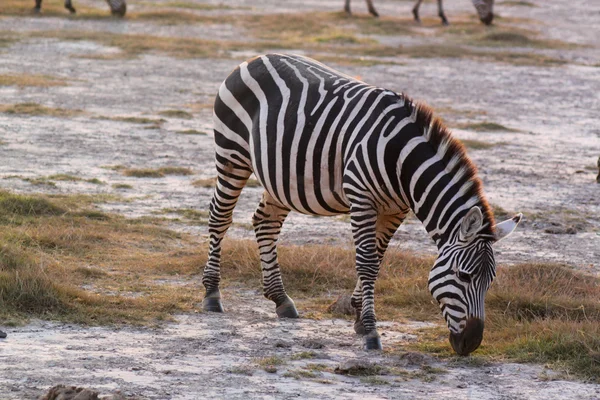 Zebra - safari kenya munching — Stok fotoğraf