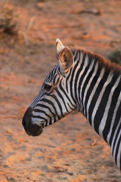 Cara de cebra - Safari Kenya — Foto de Stock