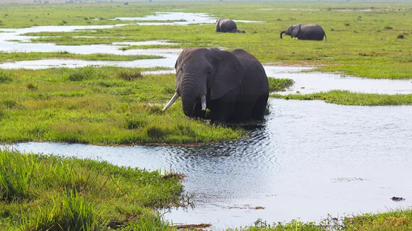 Elefante - Safari Kenia —  Fotos de Stock