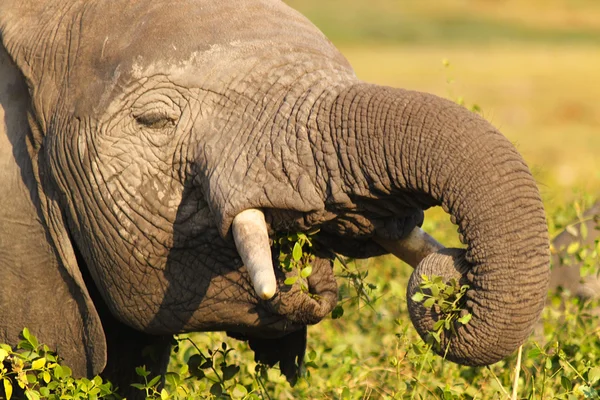 Elefánt evés - szafari Kenyában — Stock Fotó