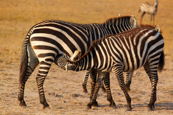A little zebra breastfeeding form her mum, in Kenya.