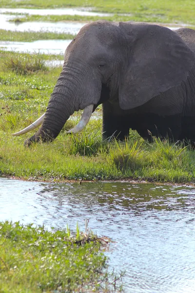 Elephant Head - Safari Kenya — Stock Photo, Image