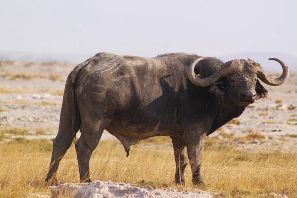 Buffalo Man - safari Kenia — Stockfoto