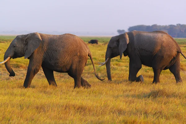 Elefánt - szafari Kenyában — Stock Fotó