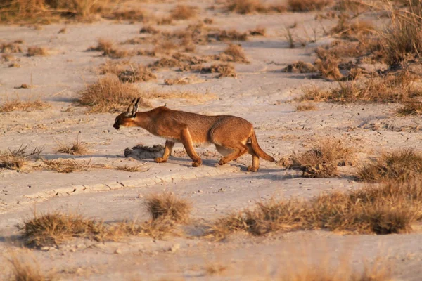 CARACAL - Keňa safari — Stock fotografie