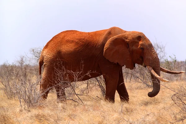 Nagy elefánt - szafari Kenyában — Stock Fotó