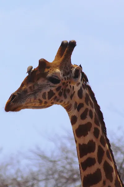 Giraffenkopf - Safari Kenia — Stockfoto