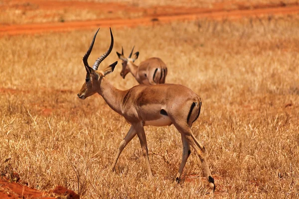 Ceylan erkek - safari kenya — Stok fotoğraf