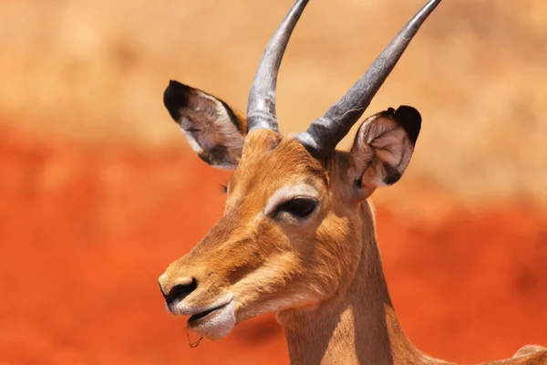 Ceylan yüz - safari kenya