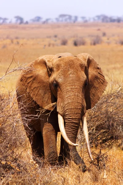 Gros éléphant - safari au kenya — Photo