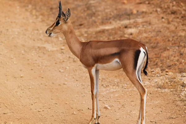 Gazelle ஆண் சஃபாரி கென்யா — ஸ்டாக் புகைப்படம்