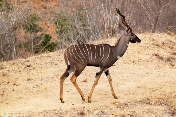 Antilopa tragelaphus imberbis - Keňa safari — Stock fotografie