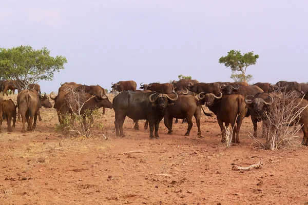 Herd Buffalo Afrika - Safari Kenya — Stok Foto