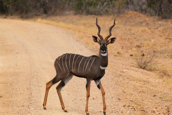 Антилопа tragelaphus imberbis - Кенія Сафарі — стокове фото