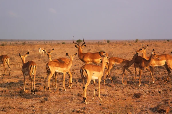 Stádo gazel - Keňa safari — Stock fotografie