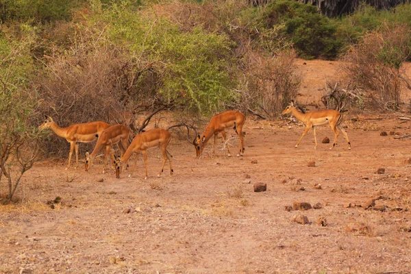 Stádo gazel - Keňa safari — Stock fotografie