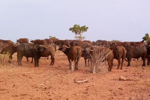 Herd Buffalo Afrika - Safari Kenya — Stok Foto
