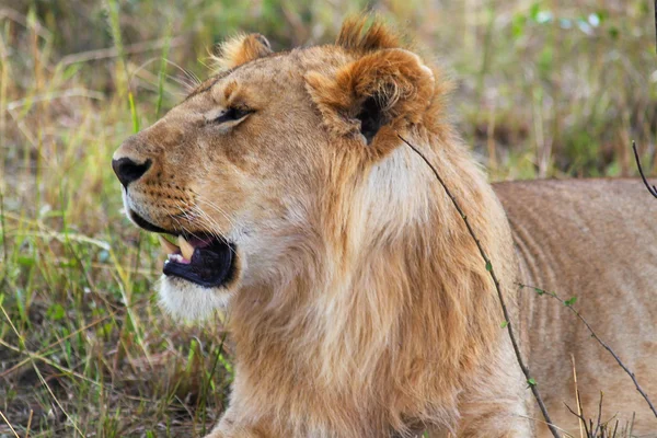 Lion - Safari Kenya — Stock Photo, Image