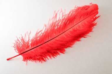 Beyaz zemin üzerinde izole edilmiş çapraz tek büyük kırmızı peri tüyü