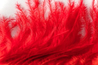 Kırmızı boyalı devekuşu tüyünün aşırı yakın plan görüntüsü beyaz arka planda izole edilmiş akış uçlarıyla.