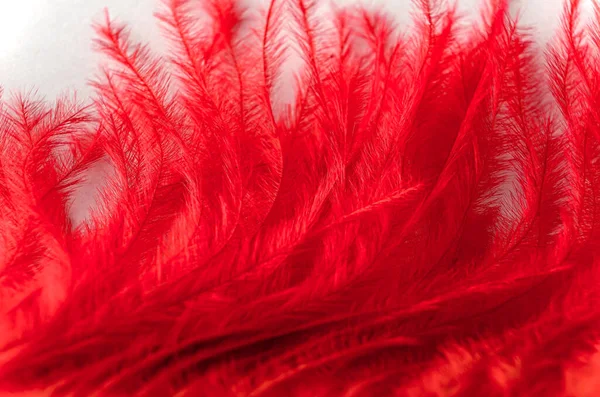 Extremo Close Uma Pena Avestruz Tingida Vermelho Com Pontas Fluidas — Fotografia de Stock