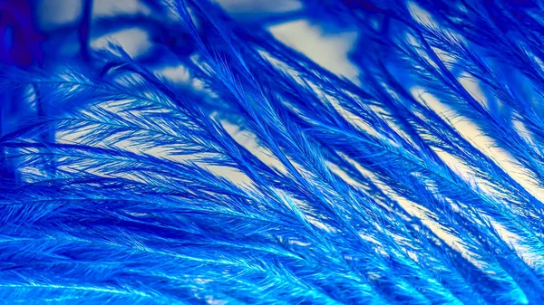 Extremo Close Uma Pena Avestruz Tingida Azul Com Pontas Anguladas — Fotografia de Stock