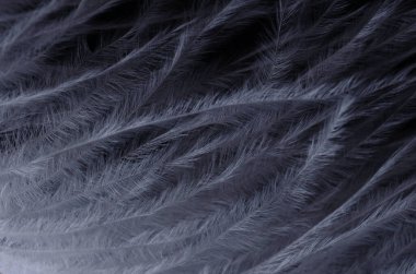 Siyah arkaplana karşı akan beyaz tüylü tüylerin tek renkli yakın çekimi