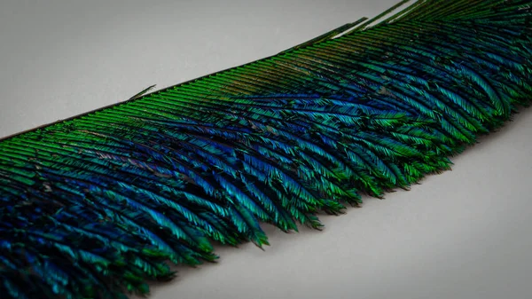 Macro Close Peacock Feather Section Isolated White Background — Stock Photo, Image