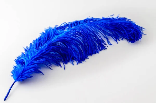 Pena Única Avestruz Azul Isolado Fundo Branco — Fotografia de Stock