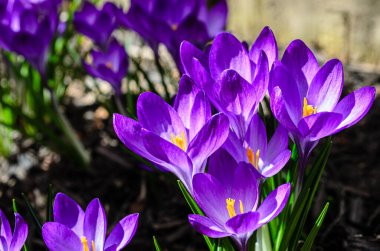 Arka planda gölgeli çiçeklerle aydınlık bahar güneşini gösteren Crocus çiçeklerinin yan görüntüsü