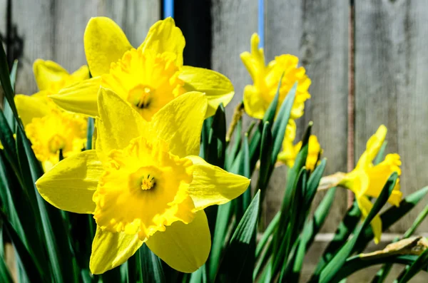 Nahaufnahme Einer Kleinen Gruppe Narzissen Der Prallen Sonne Der Nähe — Stockfoto